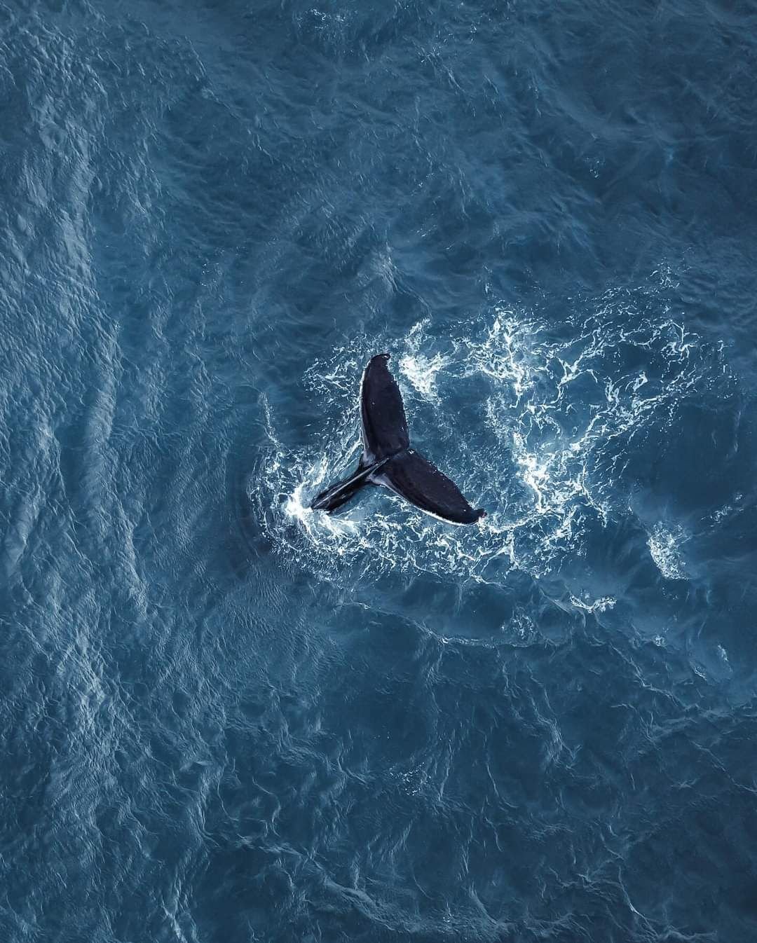 Aerial view of a whale with raised tail flukes in deep blue ocean water surrounded by white foam and waves